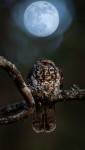 Nattskärran Karin Boye